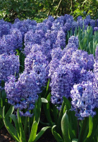 Гиацинт Delft Blue (10183)