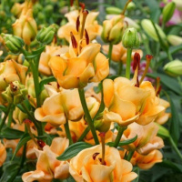 Лилия роза Apricot Fudge азиатская, De Ree