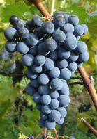 Саженцы винограда Молдова