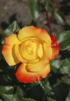 Роза Нью Стар флорибунда