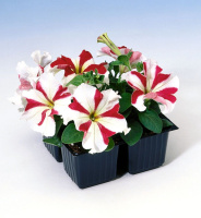 Петуния Танго F1 красная звезда 20 шт, Hem Genetics