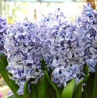 Гиацинт горшечный Blue Eyes (10533)
