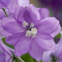 Дельфиниум Магический фонтан F1 200 семян лавандовый с белым глазком, Benary flowers