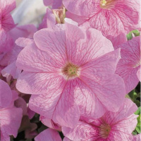 Петуния Ультра F1 1000 дражированных семян малиновая с прожилками, Syngenta Flowers