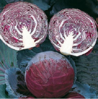 Капуста Примьеро F1 2500 семян краснокочанная среднеспелая, Bejo Zaden