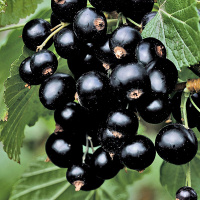 Смородина Тисел чорна рання