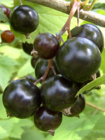 Смородина чорна Володимирська, Інститут Таїрове