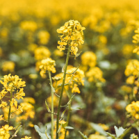 Горчица белая на развес, Агролиния