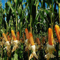 Муасон ФАО-330 кукурудза кормова, Semences