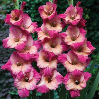 Гладиолус Ted’s Favorite 3 шт крупноцветковый, De Ree