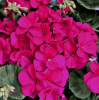 Пеларгония Мультиблум F1 виолет 100 семян, Syngenta Flowers