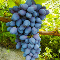 Саженцы винограда "Алексеевич"