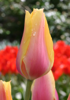 Тюльпан Blashing Lady 3 шт гигантский, De Ree (10224)