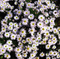 Астра Kristina багаторічна (11215)