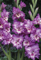 Гладиолус Shady Frizzle 3 шт гофрированный, De Ree