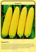 Кукуруза Сансвит F1 250 г ранняя сахарная, Erste Zaden