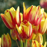 Тюльпан Colour Spectacle 3 шт мультифлора, De Ree (10541)