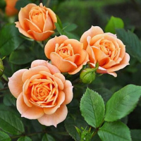 Троянда спрей Клементина