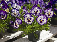 Виола виттрока ВандерФолл F1 50 семян синее пикоте с прожилками, Syngenta Flowers