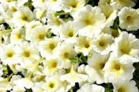 Петуния Селебрети F1 1000 дражированных семян желтая, Benary flowers