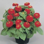 Цинния элегантная Циннита F1 250 семян скарлет, Benary flowers