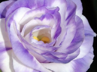 Эустома АВС F1 100 семян крупноцветковая махровая мист блу, Pan American flowers