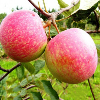 Яблоня Конфетная ранньостигла 