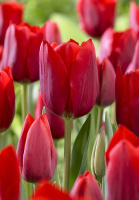 Тюльпан триумф Bastogne (10305)