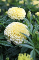 Бархатцы прямостоячие Антигуа F1 1000 дражированных семян ванильные, Syngenta Flowers