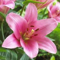 Лилия Brindisi ориентальная, De Ree