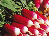 Редис 18 дней весовой ранний