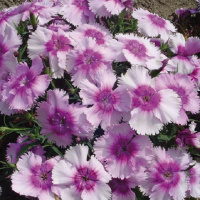 Гвоздика китайская Диана F1 100 семян лавандовый пикоте, Hem Genetics
