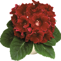 Глоксиния Crispa Meteor, De Ree