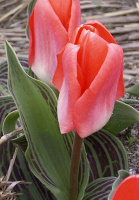 Тюльпан кауфмана Sweet Lady (10234)