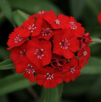 Гвоздика турецкая Свит F1 скарлет 100 семян, Pan American flowers