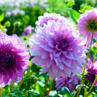 Георгина Blue Boy высокорослая с гигантским цветком, De Ree