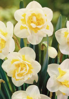 Нарцис White Lion 2 шт махровий, De Ree(10210)