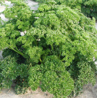 Петрушка кучерява Петра 50 г, Bejo Zaden