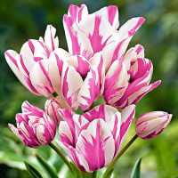 Тюльпан Frisby 3 шт мультифлора, De Ree