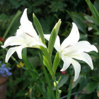 Гладиолус Alba низкорослый Colvillii (10122), De Ree