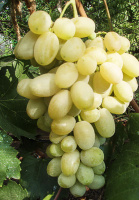 Саженцы винограда "Ладанный-2" (супермускат)