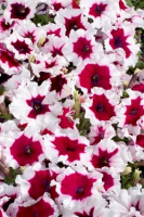 Петуния Селебрети F1 1000 дражированных семян розовый пикоте, Benary flowers