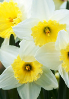 Нарцисс Ice Follies 2 шт корончатый De Ree(10323)