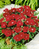 Гвоздика китайская Диана F1 100 семян кримсон, Hem Genetics