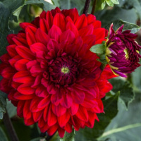 Георгина Pasodoble Dancer высокорослая с гигантским цветком, De Ree