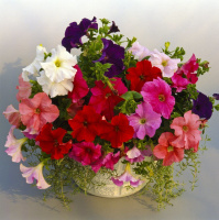 Петуния грандифлора Суперкаскад F1 смесь 1000 семян, Pan American flowers