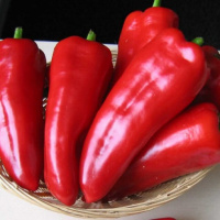 Перець Самандер F1 1000 насінин ранній, Nunhems Zaden