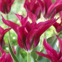 Тюльпан Doll’s minuet 3 шт виридифлора, De Ree 