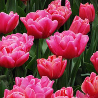 Тюльпан махровые многоцветковые Sunset Tropical (10373)