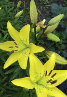 Лилия Sole Mio азиатская (10410), De Ree